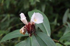 Costus speciosus